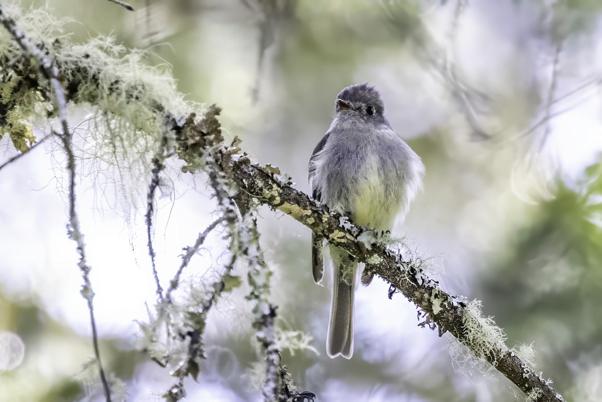 Hammond's Flycatcher - ML644858752