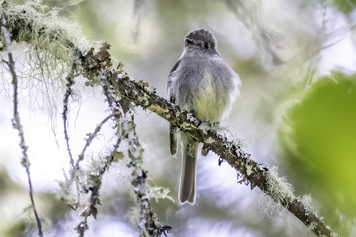 Hammond's Flycatcher - ML644858758