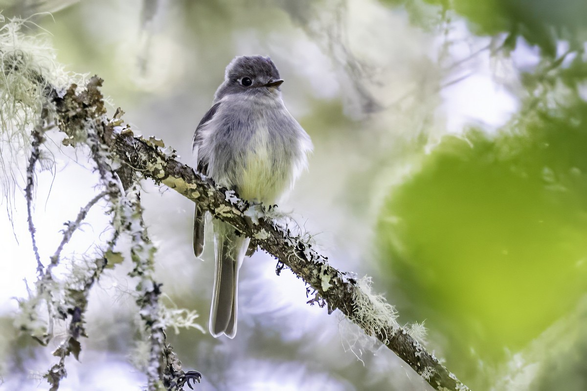 Hammond's Flycatcher - ML644858759