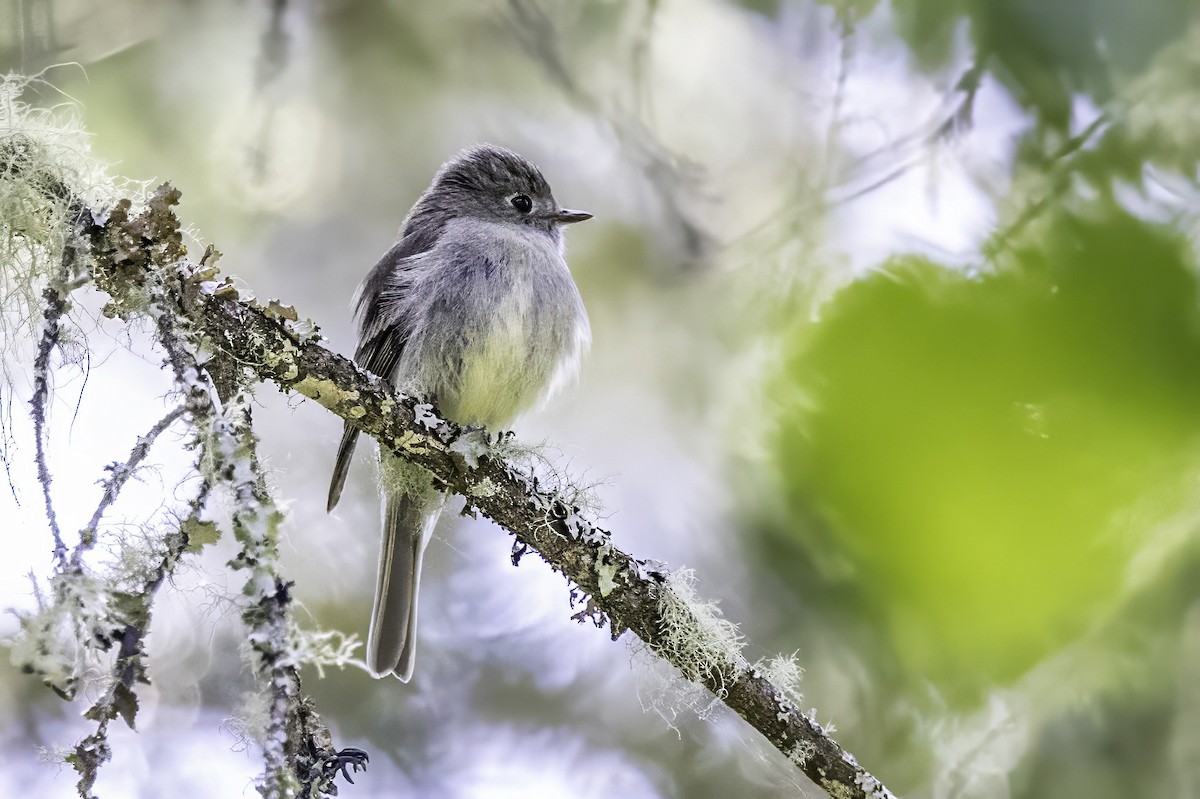 Hammond's Flycatcher - ML644858760