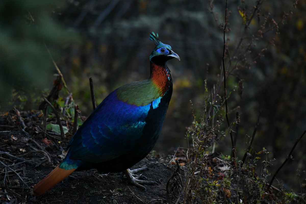 Himalaya Monalı - ML644858766