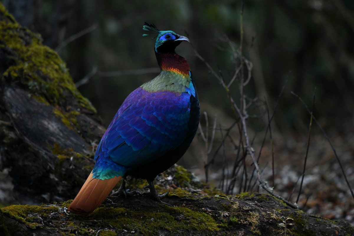 Himalaya Monalı - ML644858767