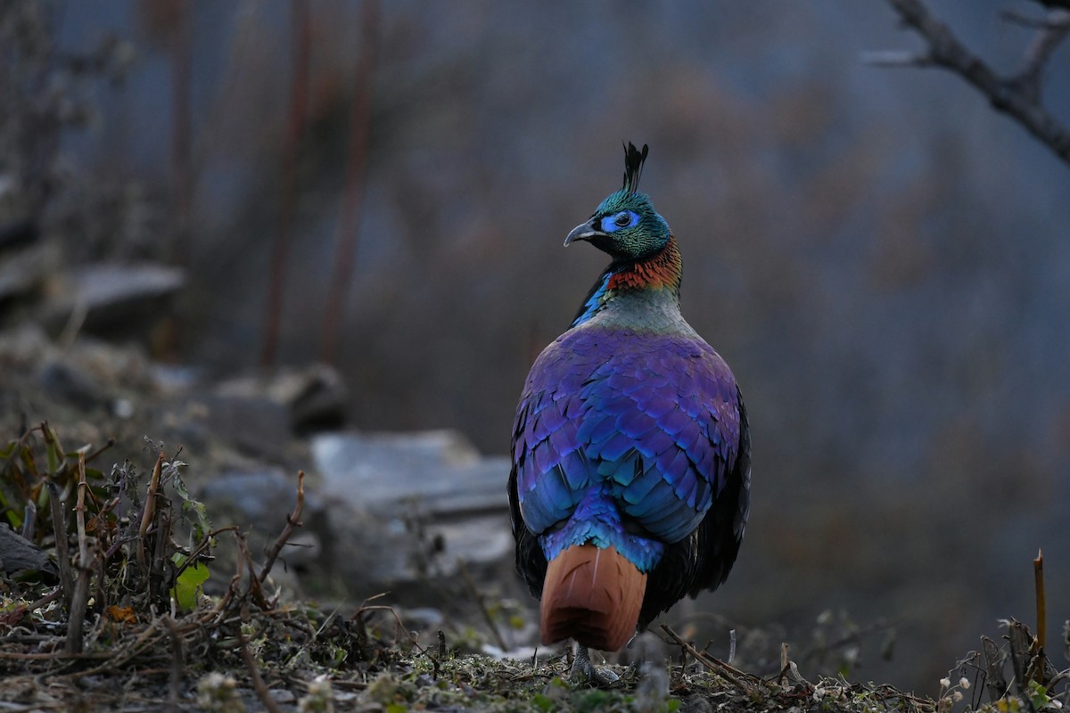 Himalaya Monalı - ML644858768