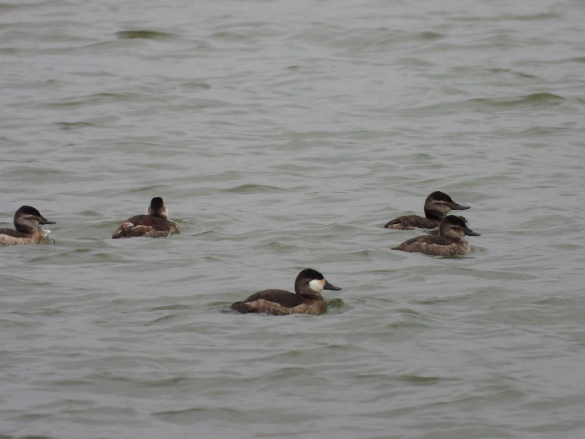 Ruddy Duck - ML644858770