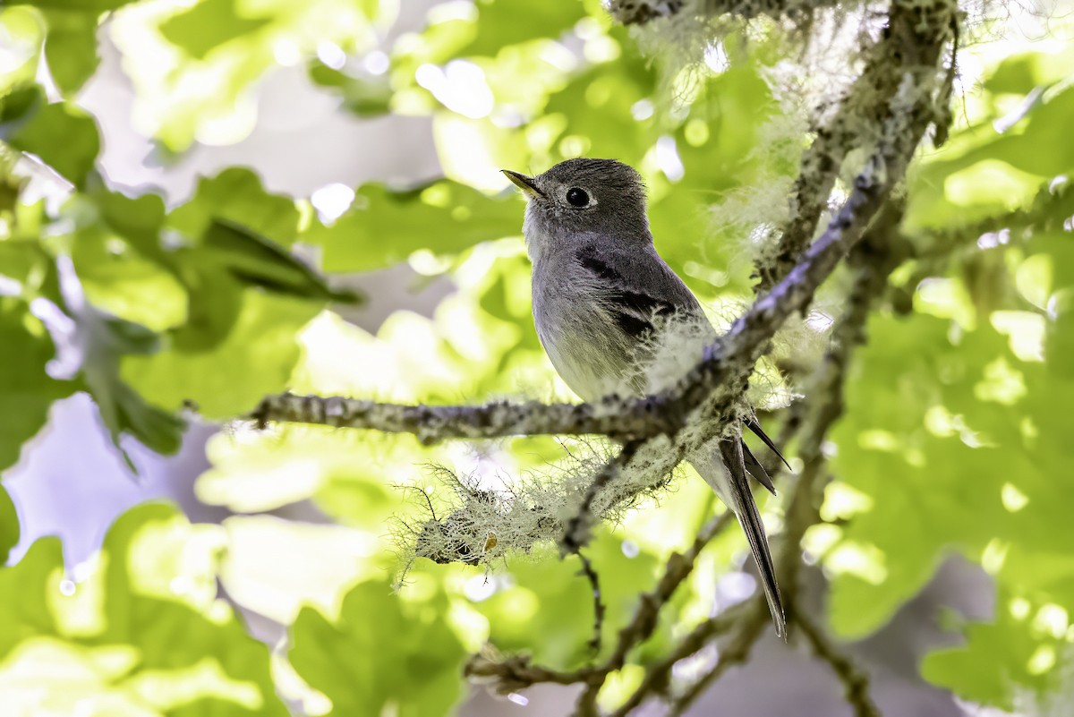Hammond's Flycatcher - ML644858772