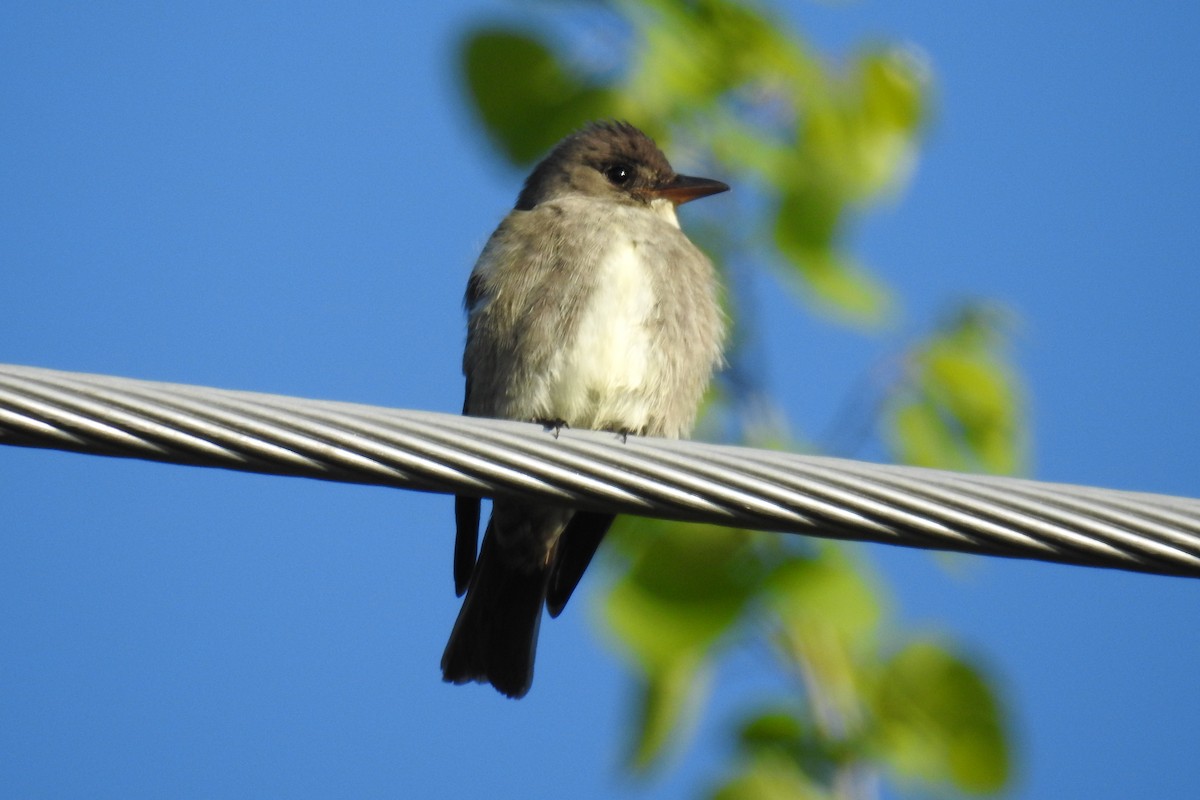 ナキヒタキモドキ - ML644858788