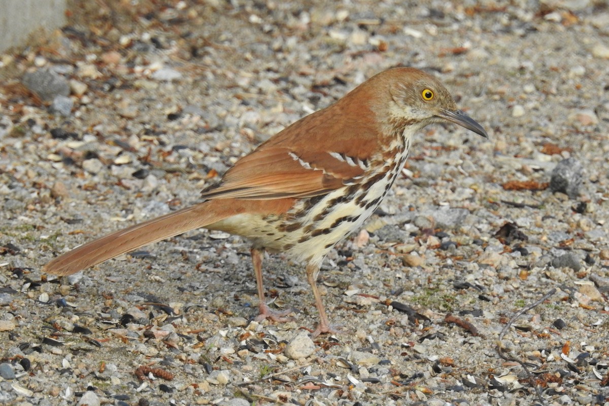 Kahverengi Çöpçü - ML644858792