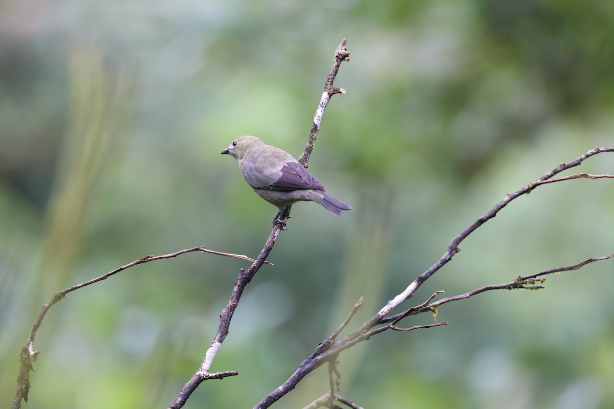 Tangara des palmiers - ML644858793
