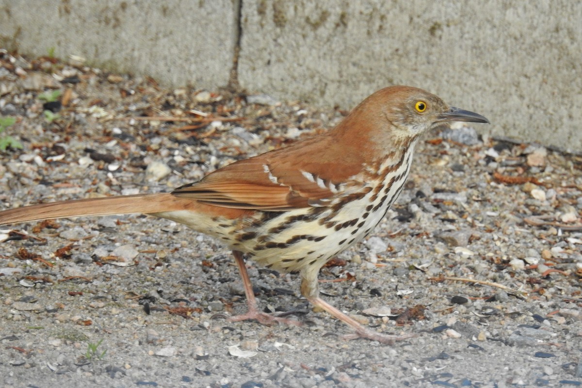 Kahverengi Çöpçü - ML644858794