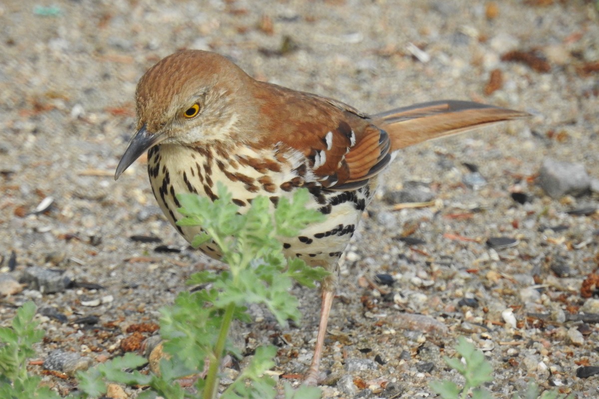 Kahverengi Çöpçü - ML644858795