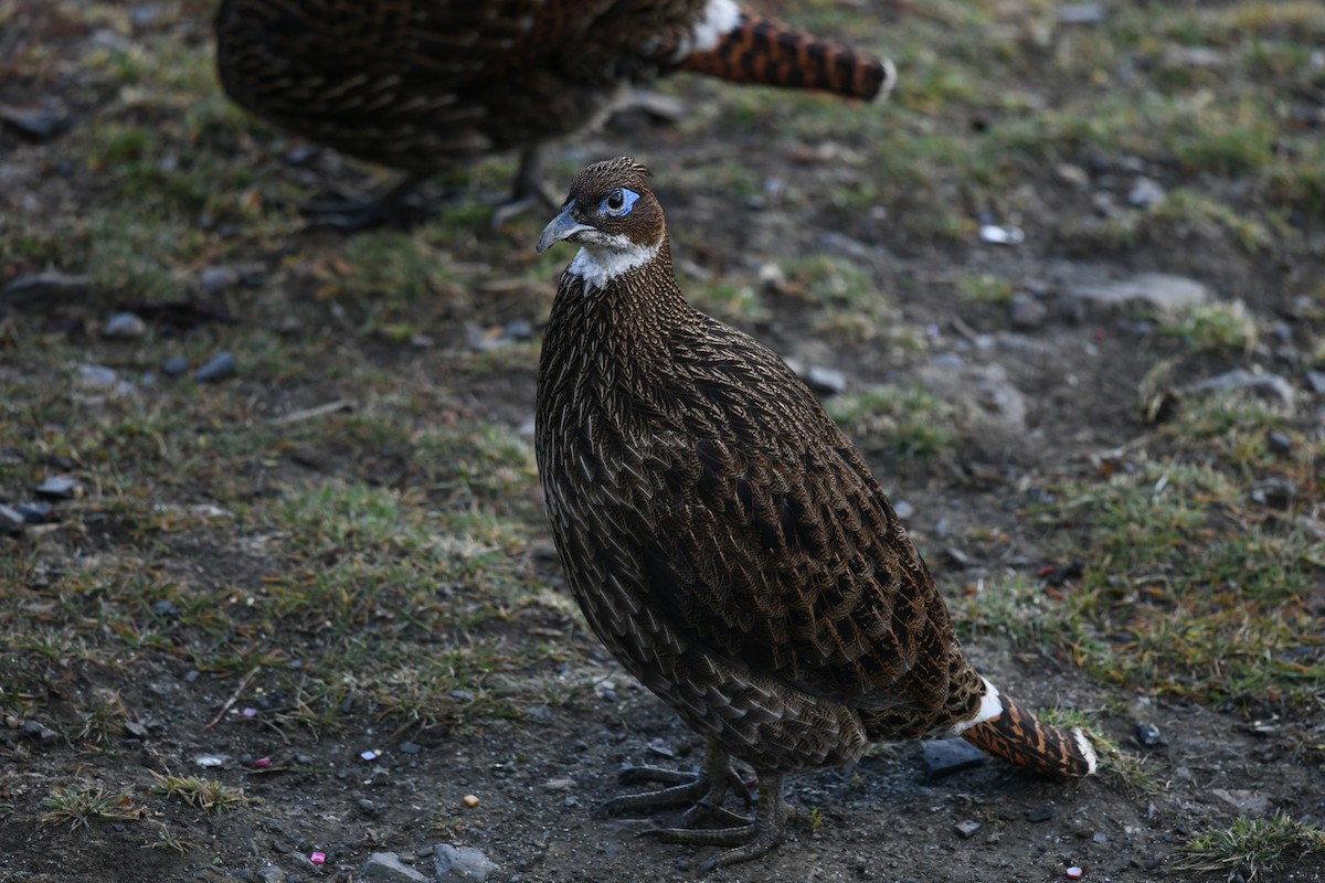 Himalaya Monalı - ML644858804