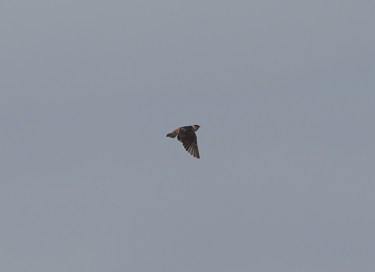 Cave Swallow - ML644858809