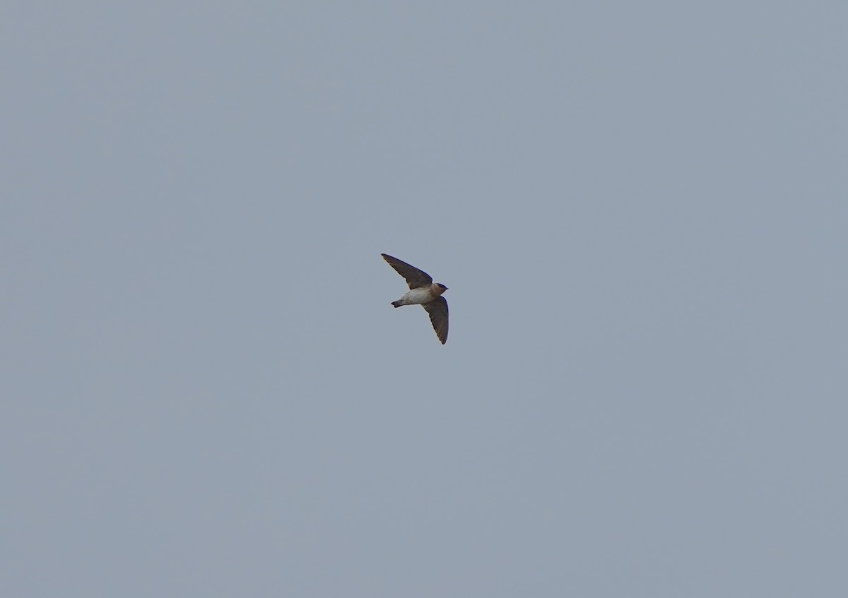 Cave Swallow - ML644858811