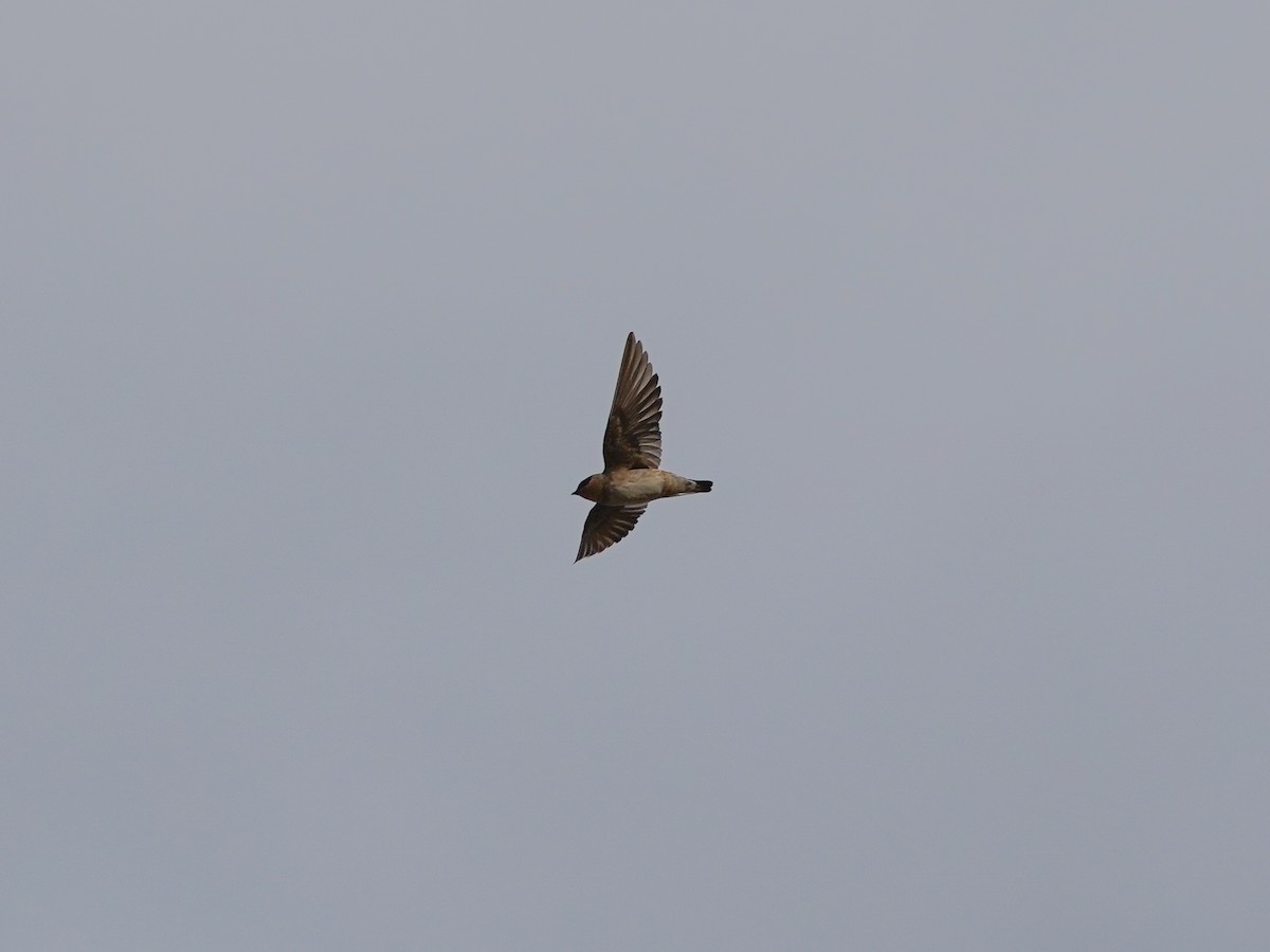 Cave Swallow - ML644858812