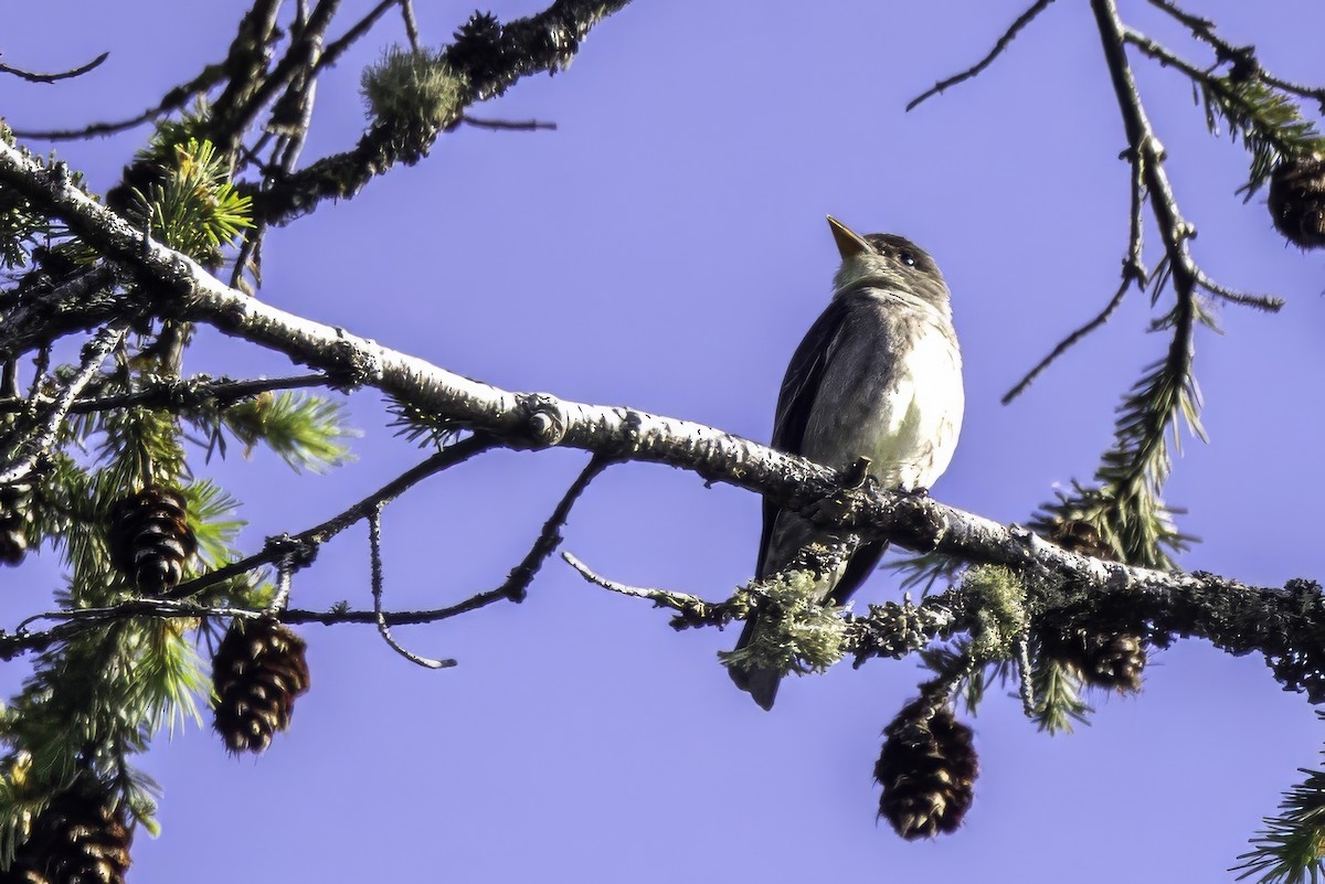 ナキヒタキモドキ - ML644858816