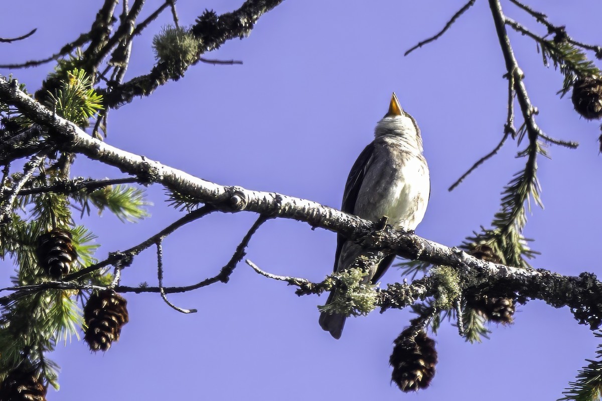 ナキヒタキモドキ - ML644858817