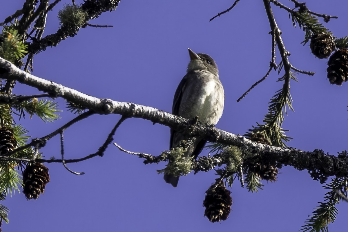 ナキヒタキモドキ - ML644858818