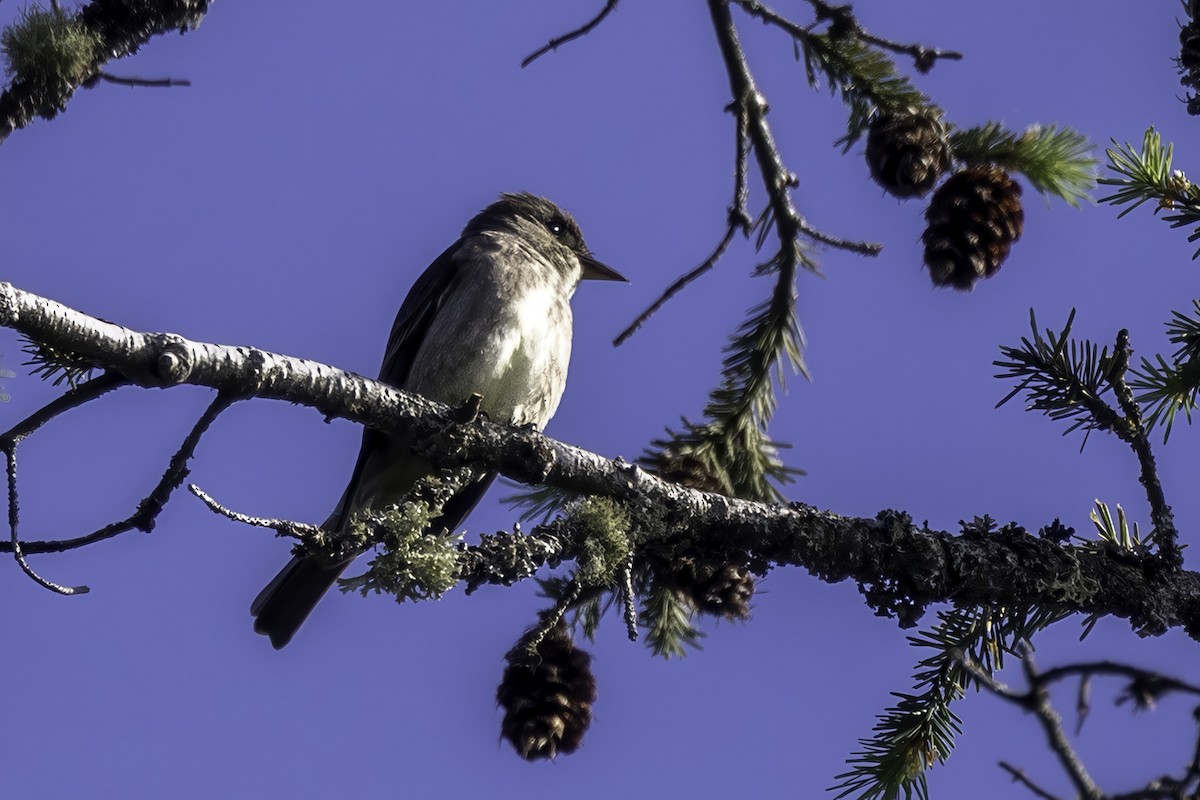 ナキヒタキモドキ - ML644858823