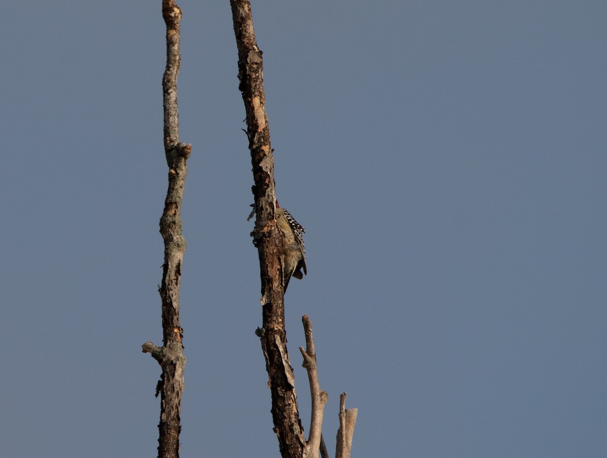 Red-bellied Woodpecker - ML644858825