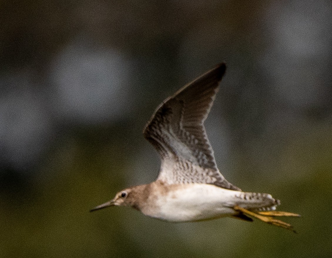 タカブシギ - ML644858826