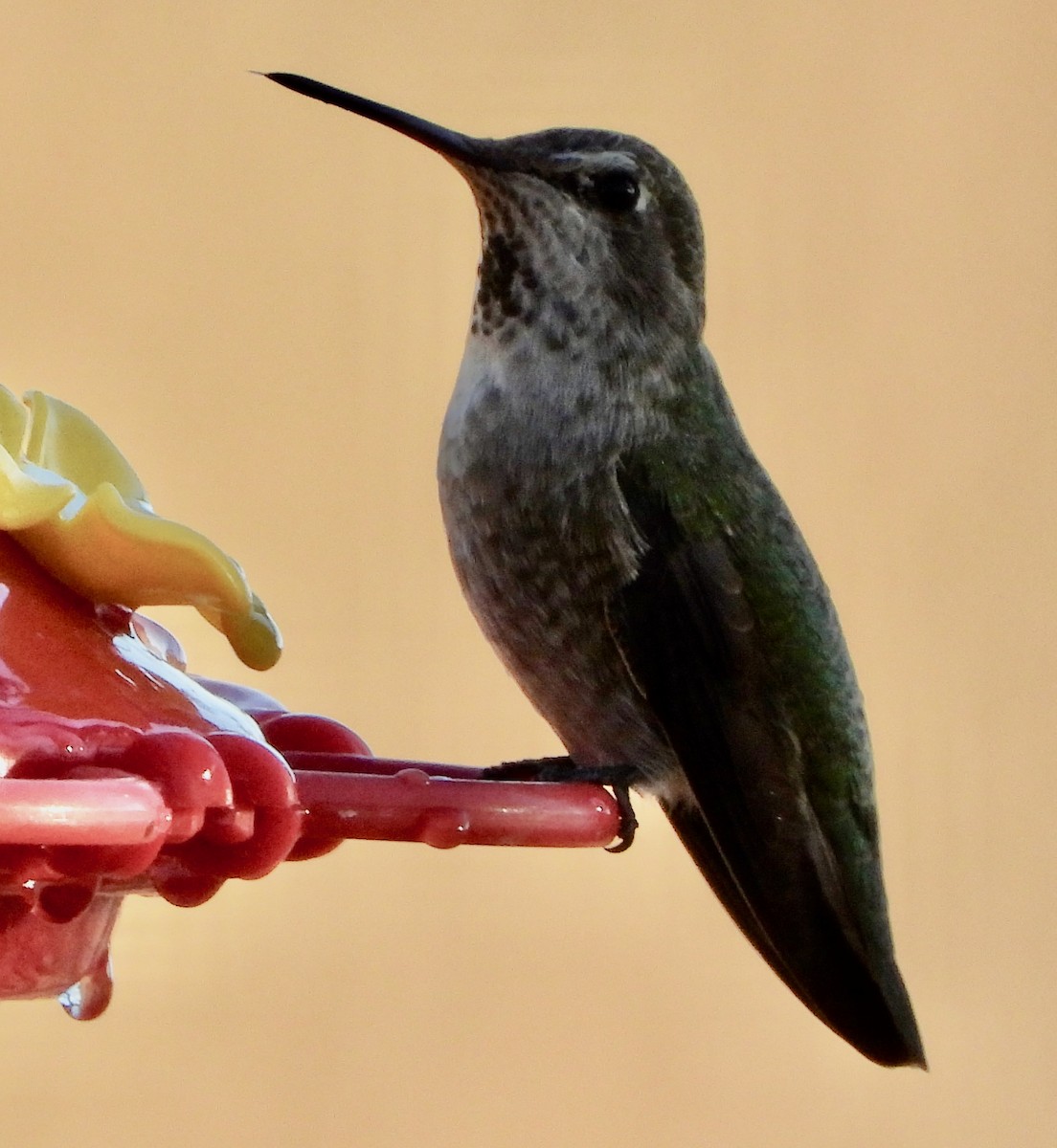 Anna's Hummingbird - ML644858827