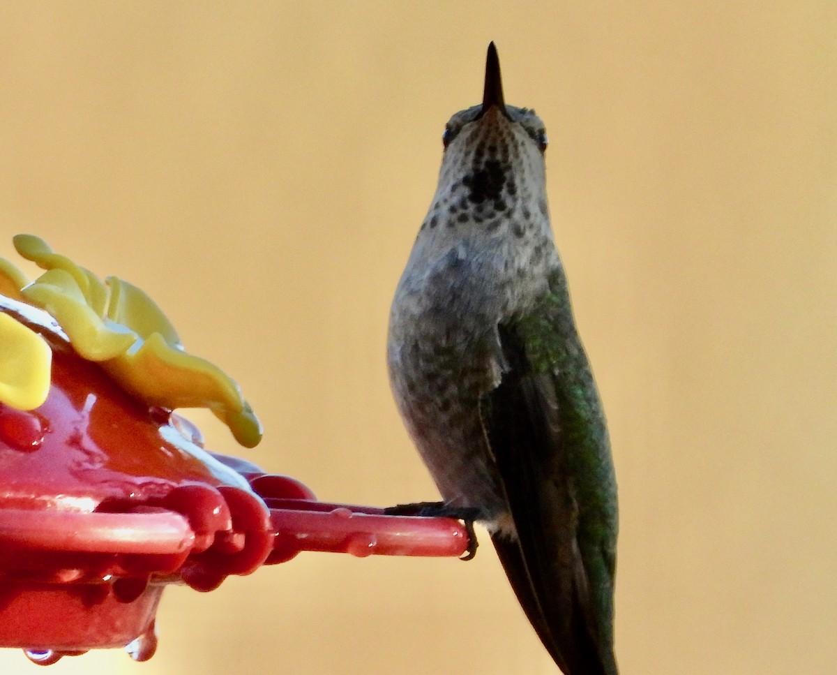 Anna's Hummingbird - ML644858828