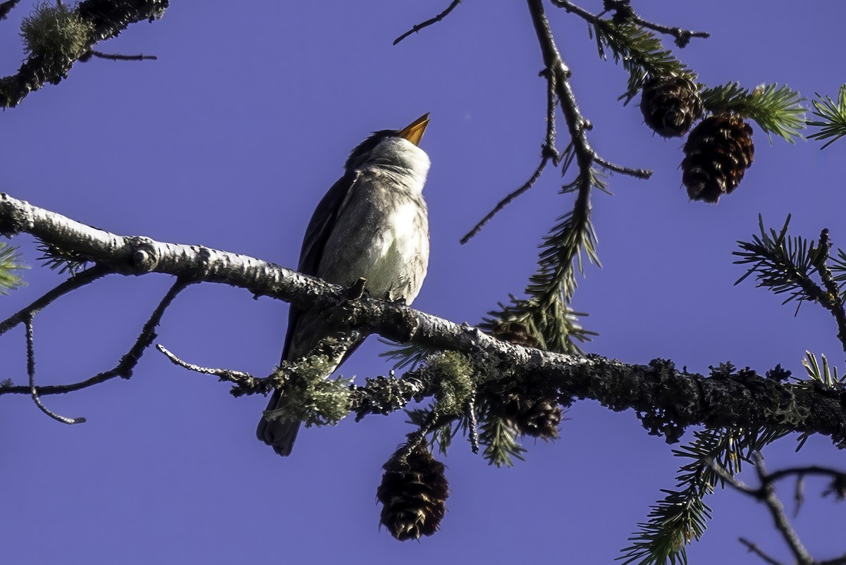 ナキヒタキモドキ - ML644858838