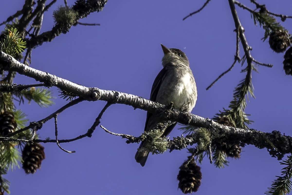 ナキヒタキモドキ - ML644858840