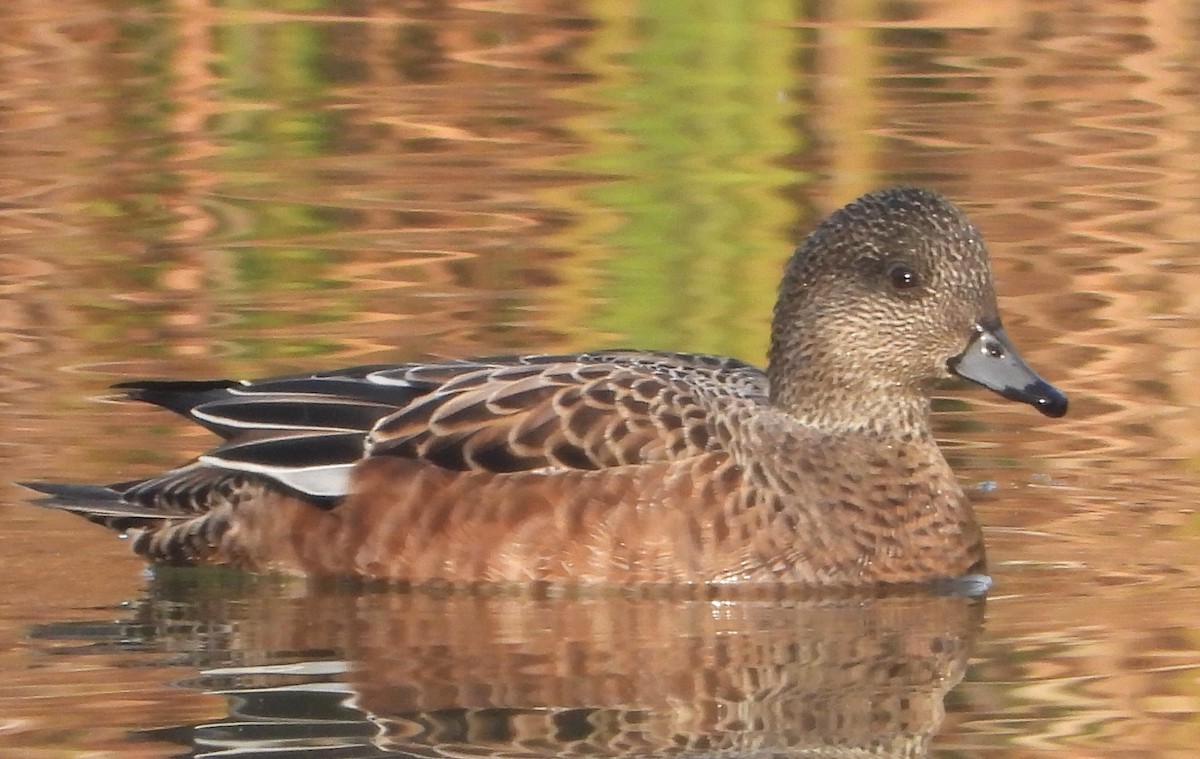 American Wigeon - ML644858843