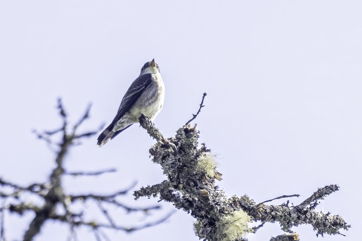 ナキヒタキモドキ - ML644858844