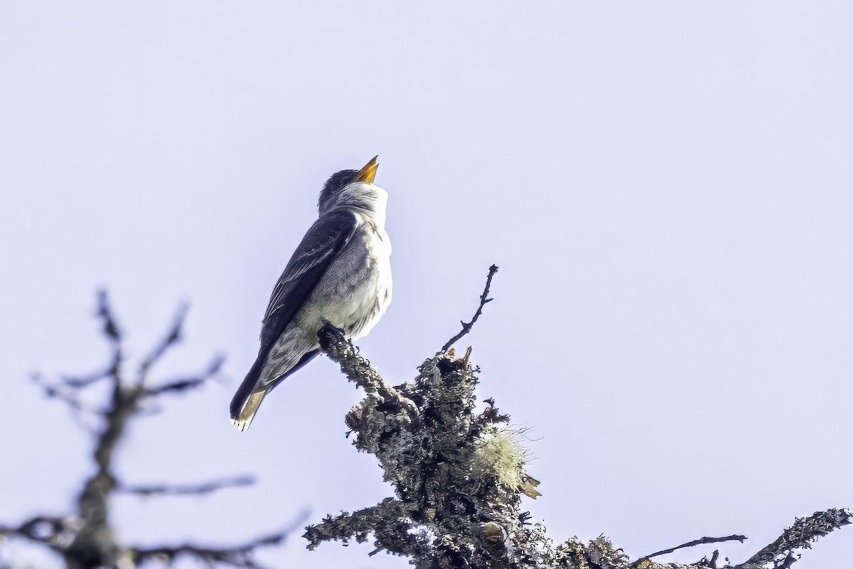 ナキヒタキモドキ - ML644858847