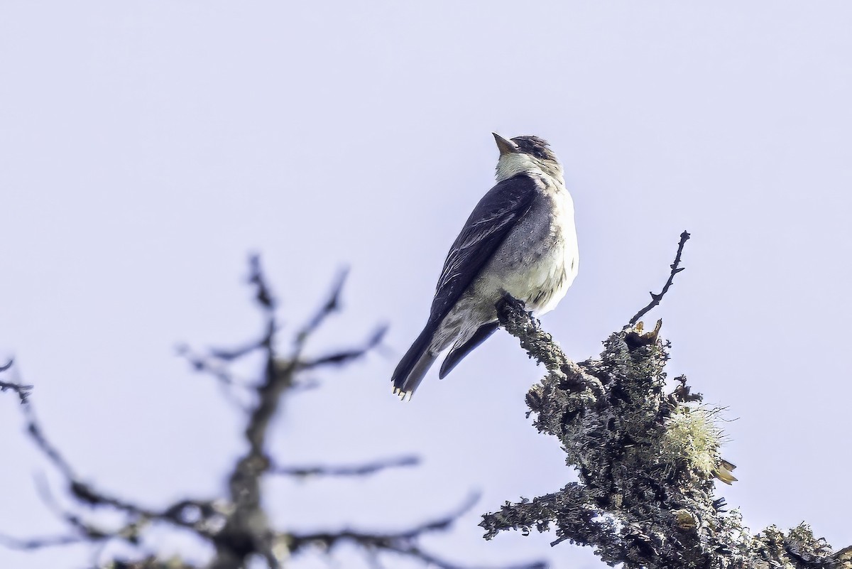 ナキヒタキモドキ - ML644858852