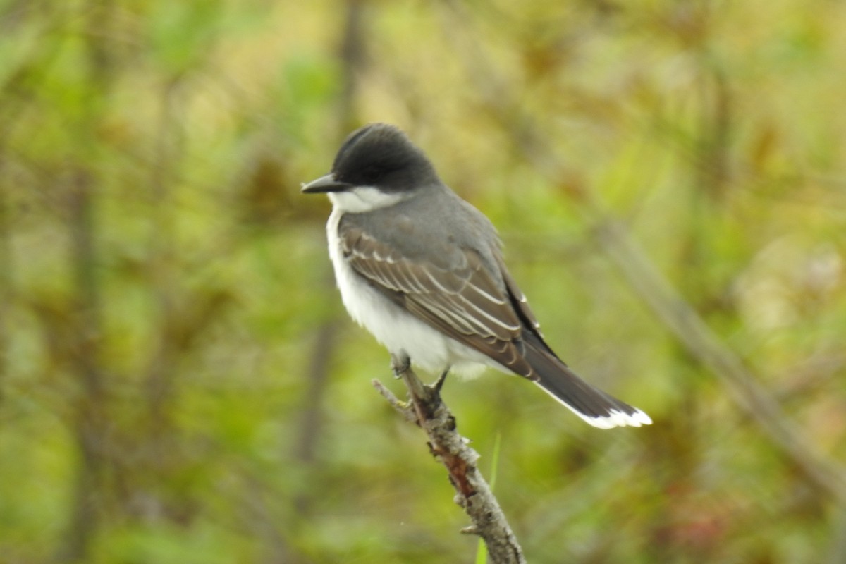 オウサマタイランチョウ - ML644858853