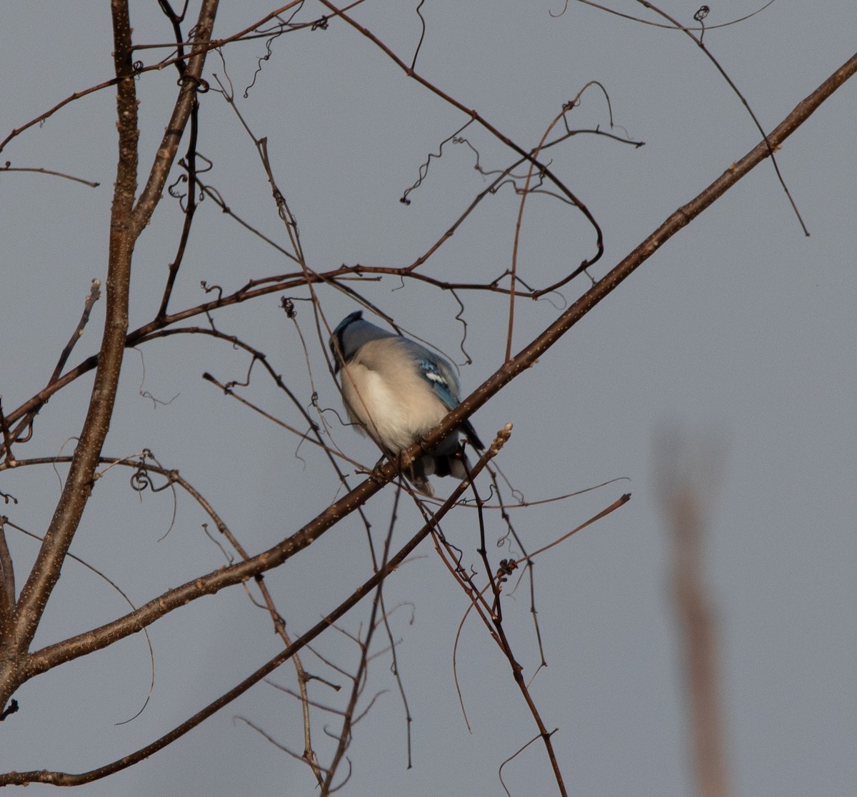 Geai bleu - ML644858854