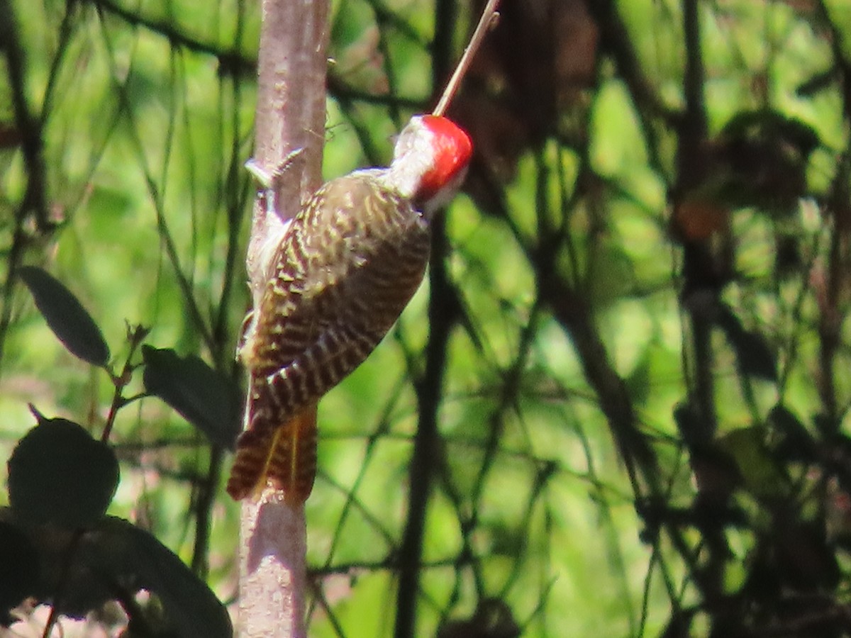 Pito Cardenal - ML644858855