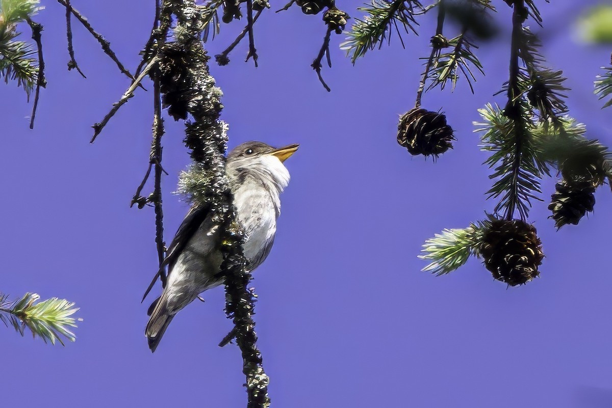 ナキヒタキモドキ - ML644858862