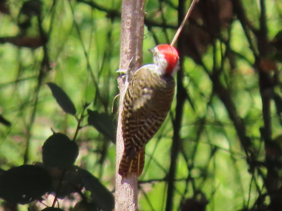 Pito Cardenal - ML644858867