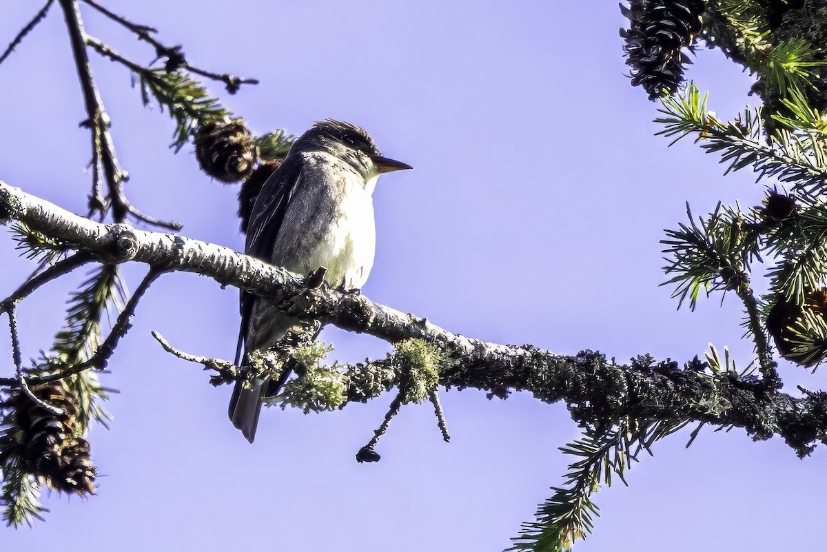 ナキヒタキモドキ - ML644858870