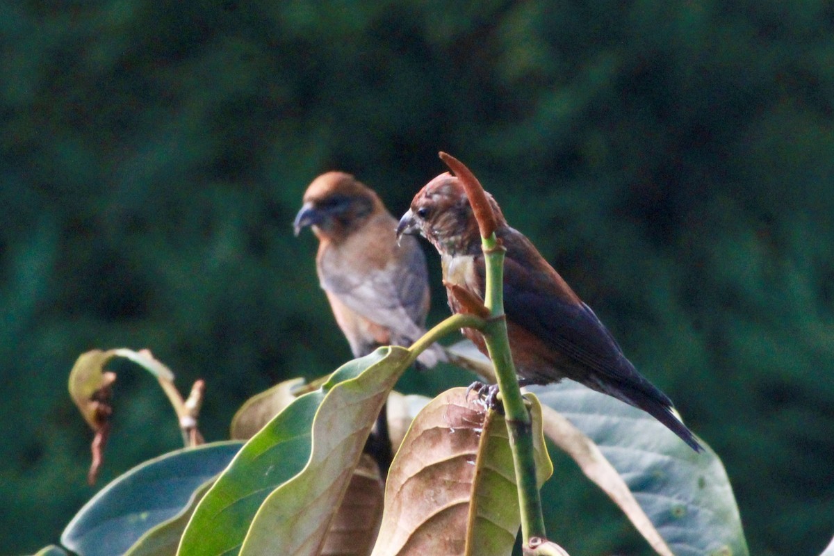 Red Crossbill - ML644858876
