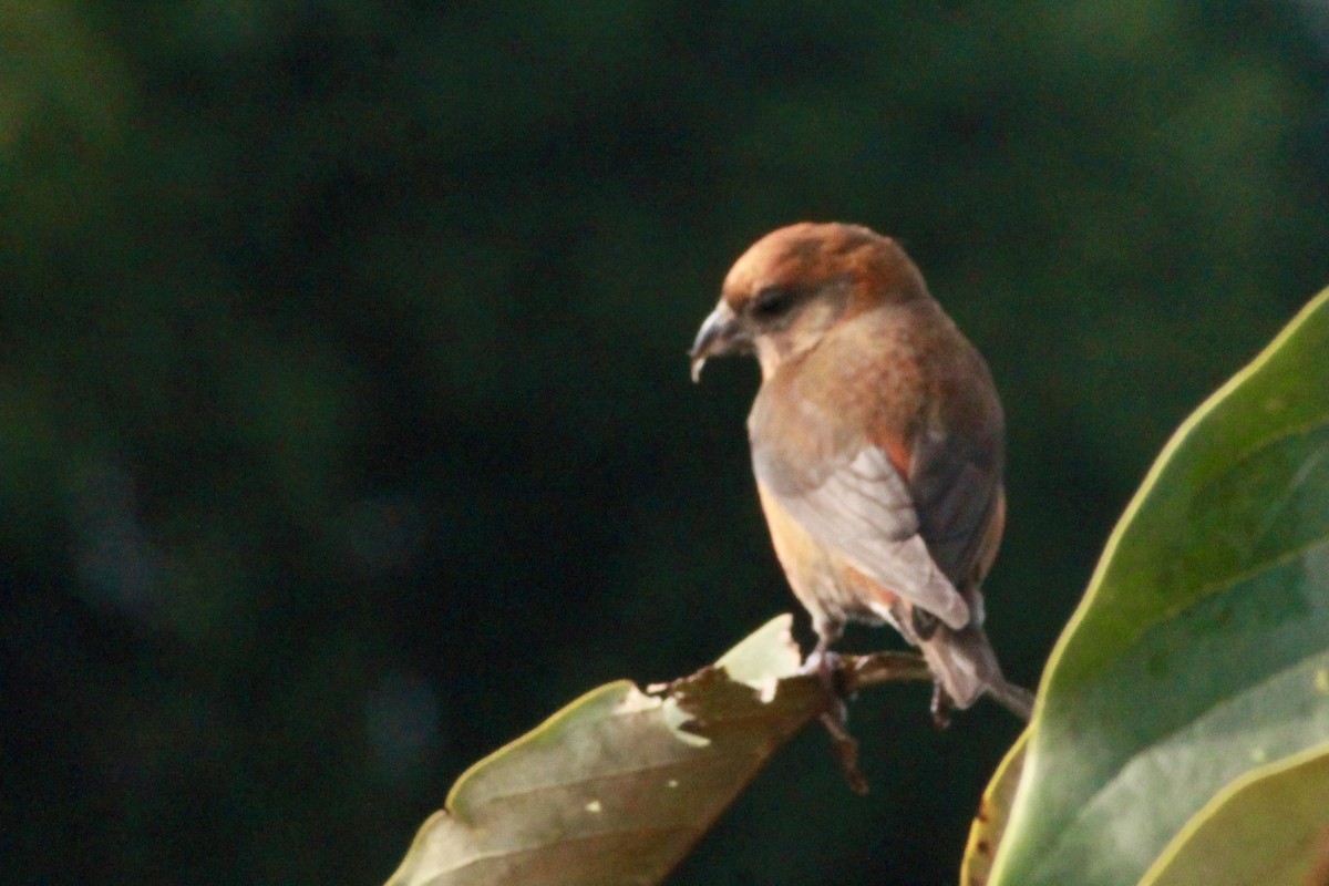 Red Crossbill - ML644858877