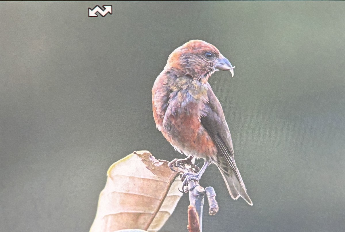 Red Crossbill - ML644858878