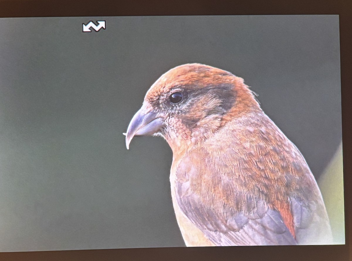 Red Crossbill - ML644858879