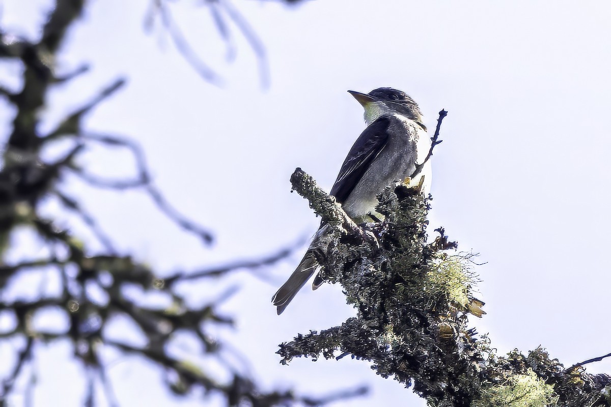 ナキヒタキモドキ - ML644858881