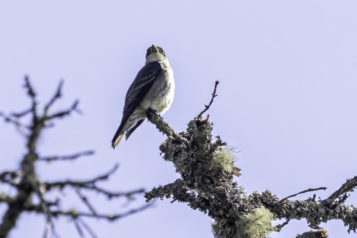 ナキヒタキモドキ - ML644858888