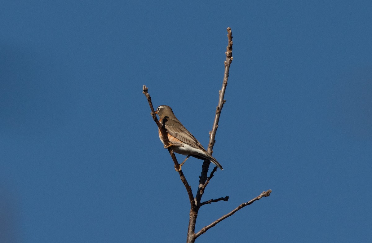 American Robin - ML644858892