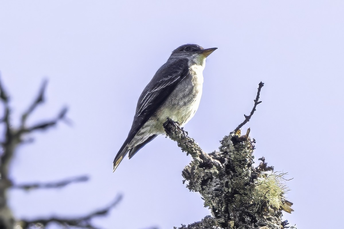 ナキヒタキモドキ - ML644858894