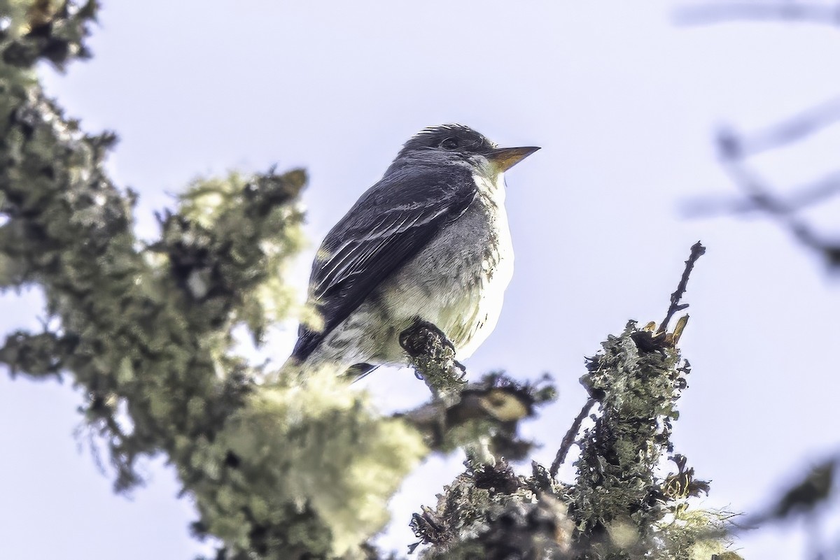 ナキヒタキモドキ - ML644858908