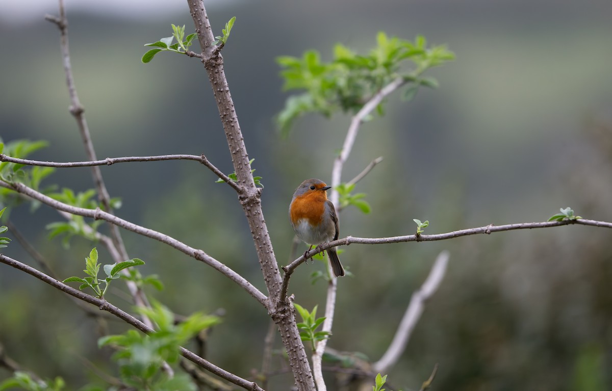European Robin - ML644858911