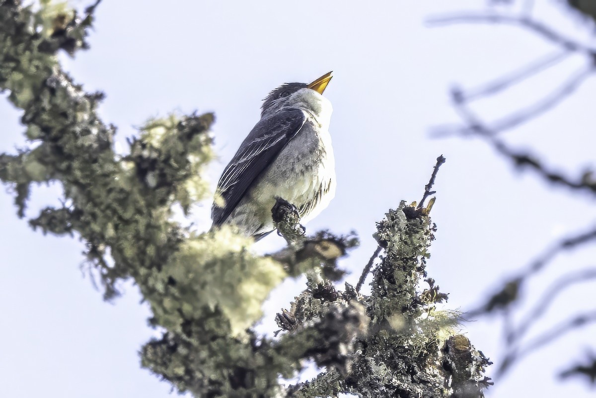 ナキヒタキモドキ - ML644858912