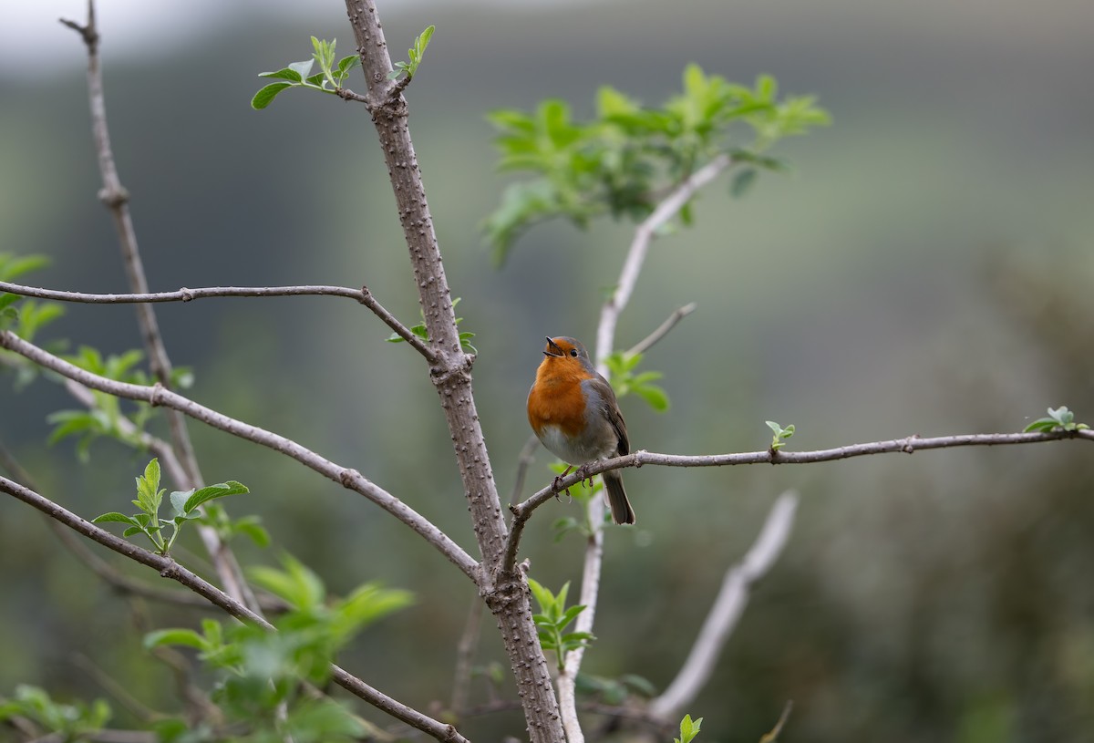 European Robin - ML644858922